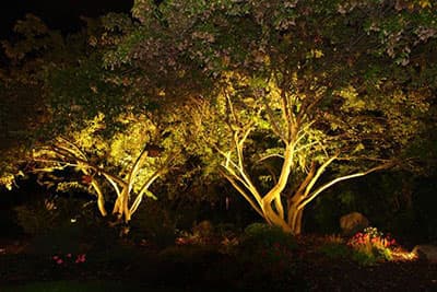 Up_Light-Trees